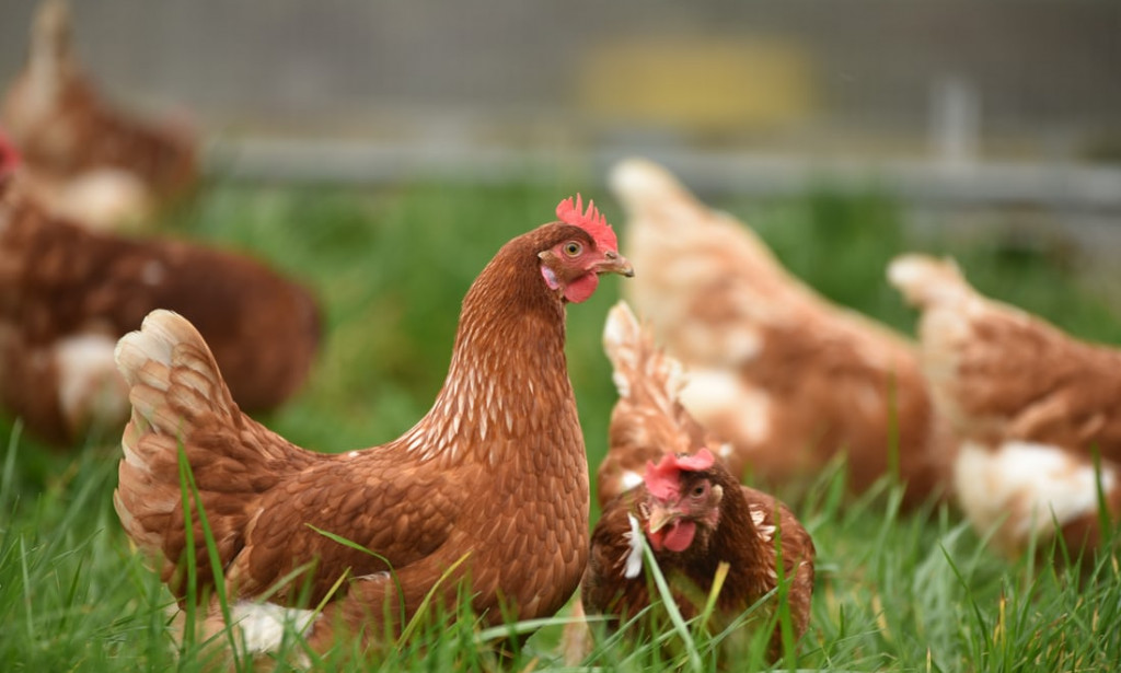 How to make money through poultry farming.