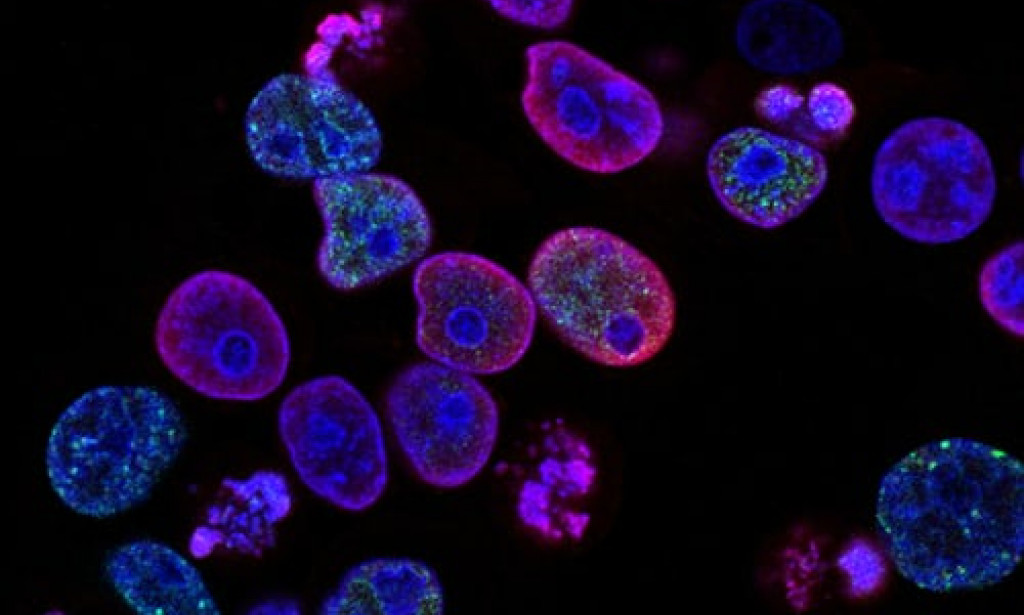 Facts about human cells