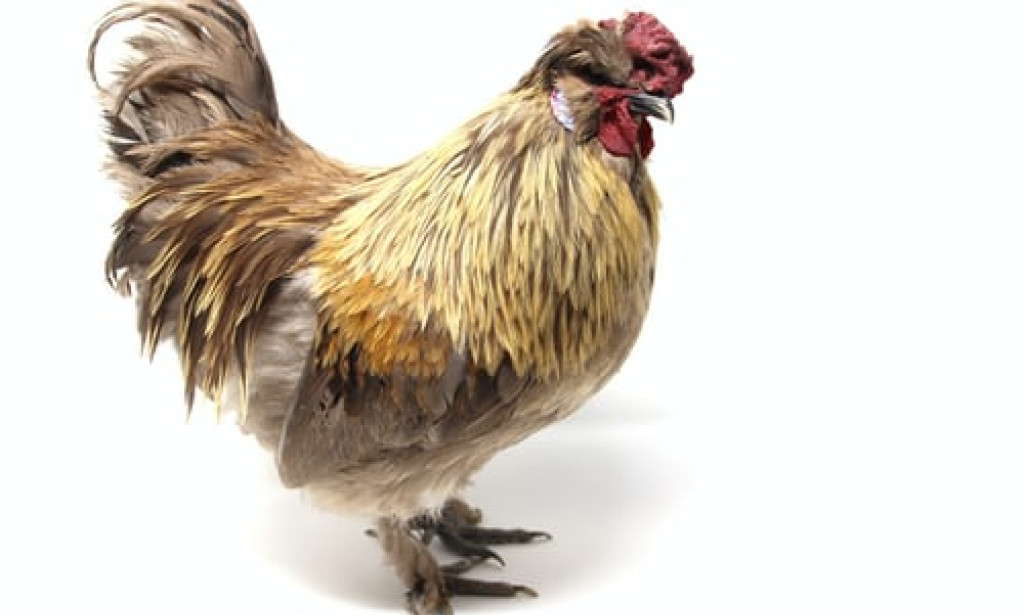 Breeds of chicken