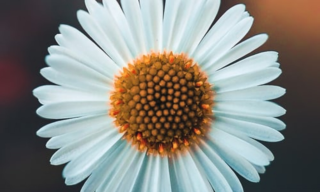 UNDER THE MOST BEAUTIFUL FLOWER