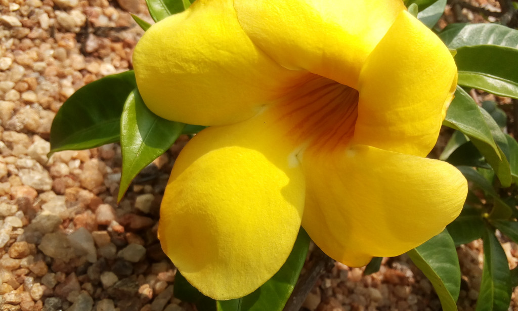 Love and flowers