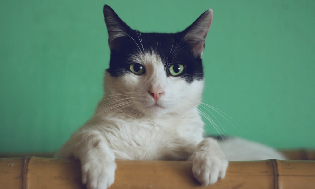 Tips on How to Bath a CAT
