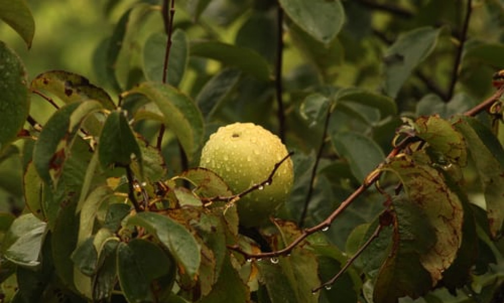 11 Benefits of consuming guava leaves