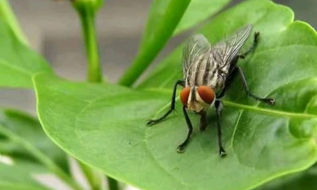 The hidden powers of a house fly