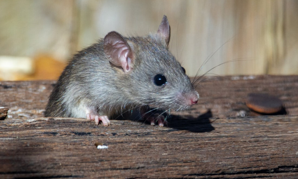 SIMPLE FACTS ABOUT RATS