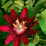 Rosy