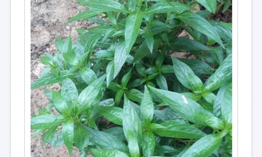 Use This Leaves In Treatment Of Hernia