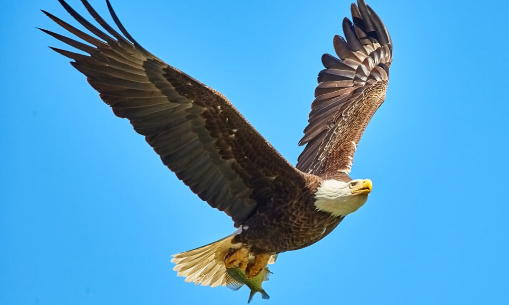 Eagle, fox...