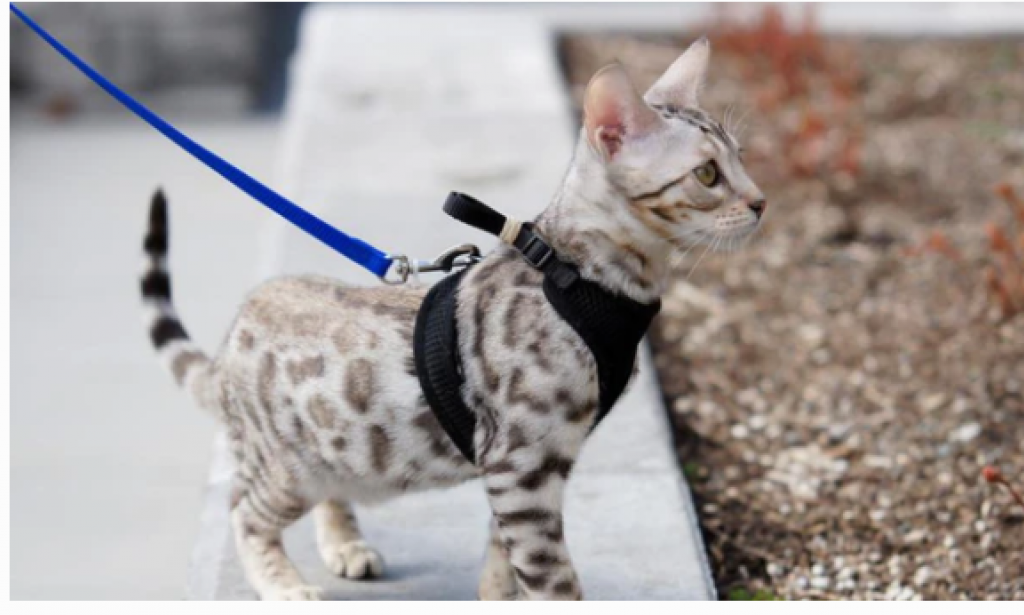 Step by step, how to teach a cat to walk on a leash