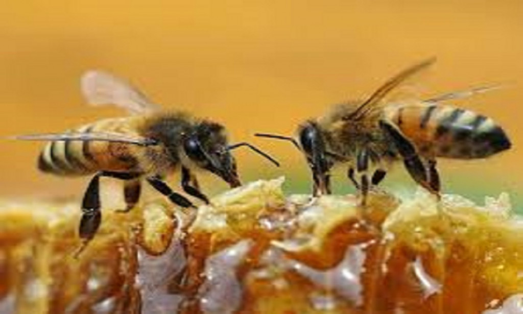 How to Know Original and Adulterated Honey