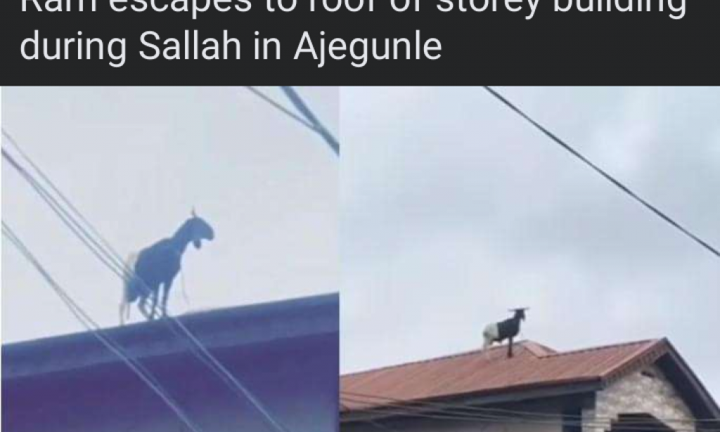 Ram found on the roof