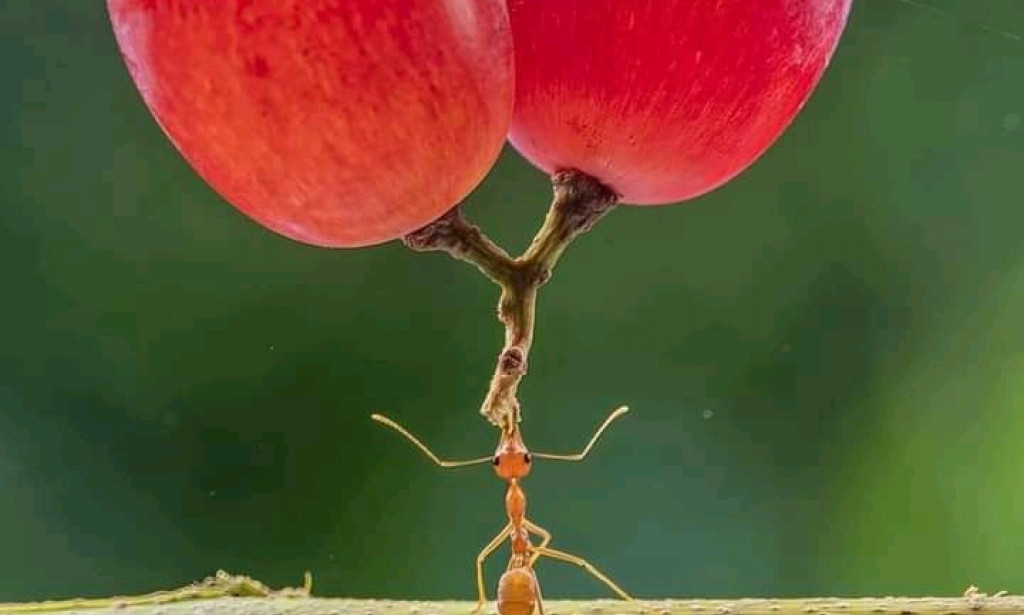 Beautiful picture of grape ant