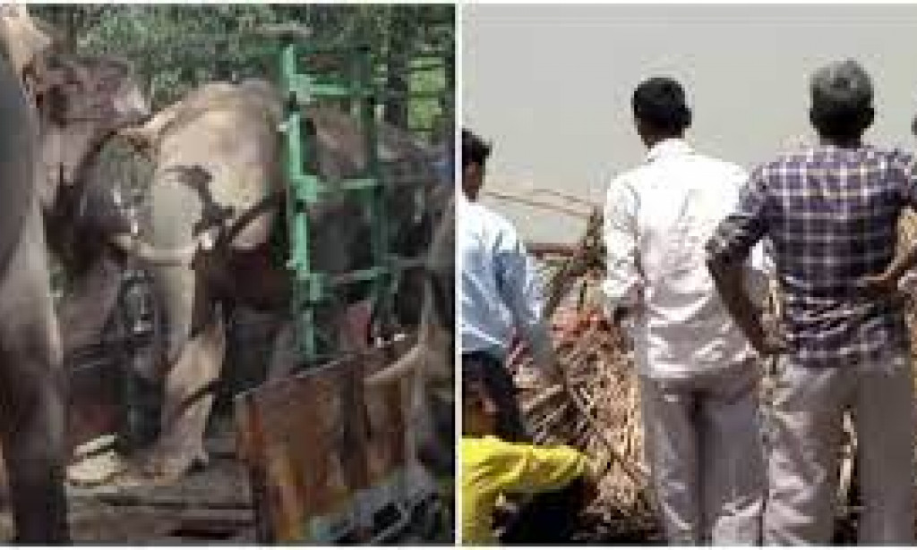 Elephant murders an Indian woman, then returns to attack her corpse during her funeral.