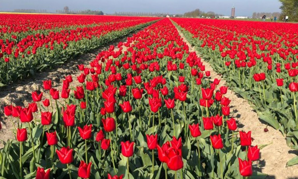 To hear his voice is our greatest need