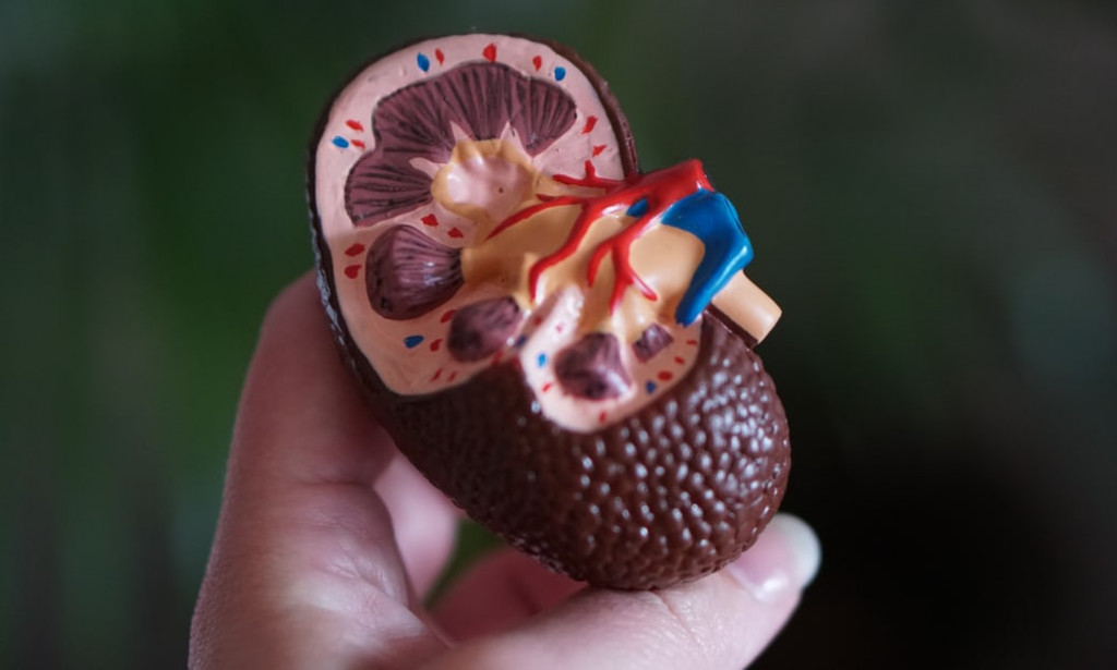 HEALTH TIPS ON HOW TO CLEAN KIDNEYS WITHOUT PAIN- GOOD FOR ALL AGES
