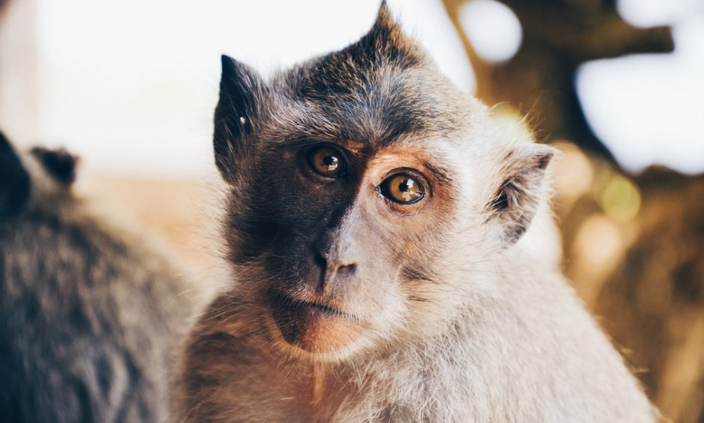 What does monkeypox's status as a global health emergency entail for Africa?