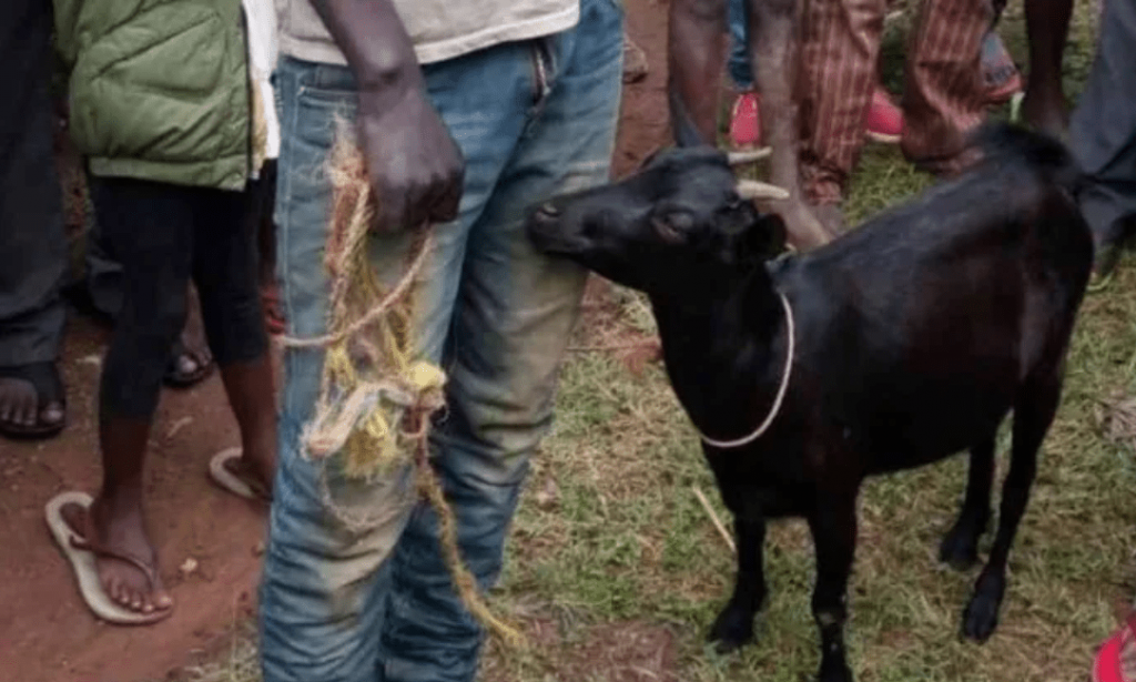 Ogun: Amotekun Arrested Teenager for SLEEPING with Goat