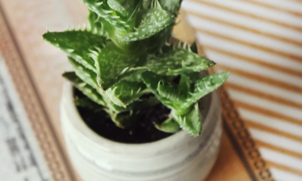 Container Gardening