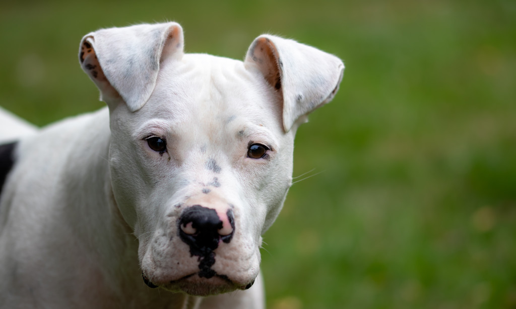 Pit bulls dangerous bred to community
