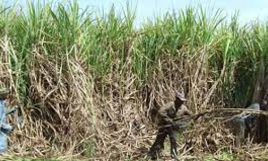 Did you know this about sugarcane?
