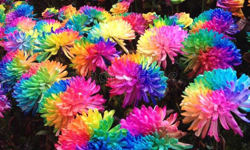 Review of the Rainbow Chrysanthemum