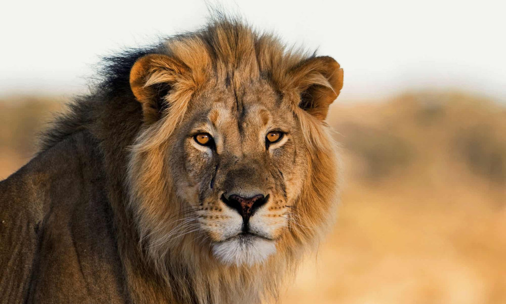 The Lion And The Young Boy.