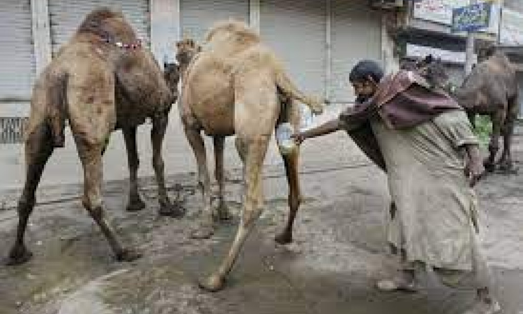 Potential Health Benefits Of Drinking Camel Urine