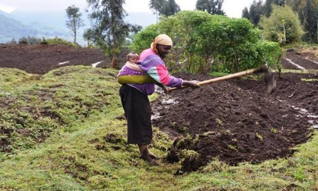 Delta State 5 Business Options