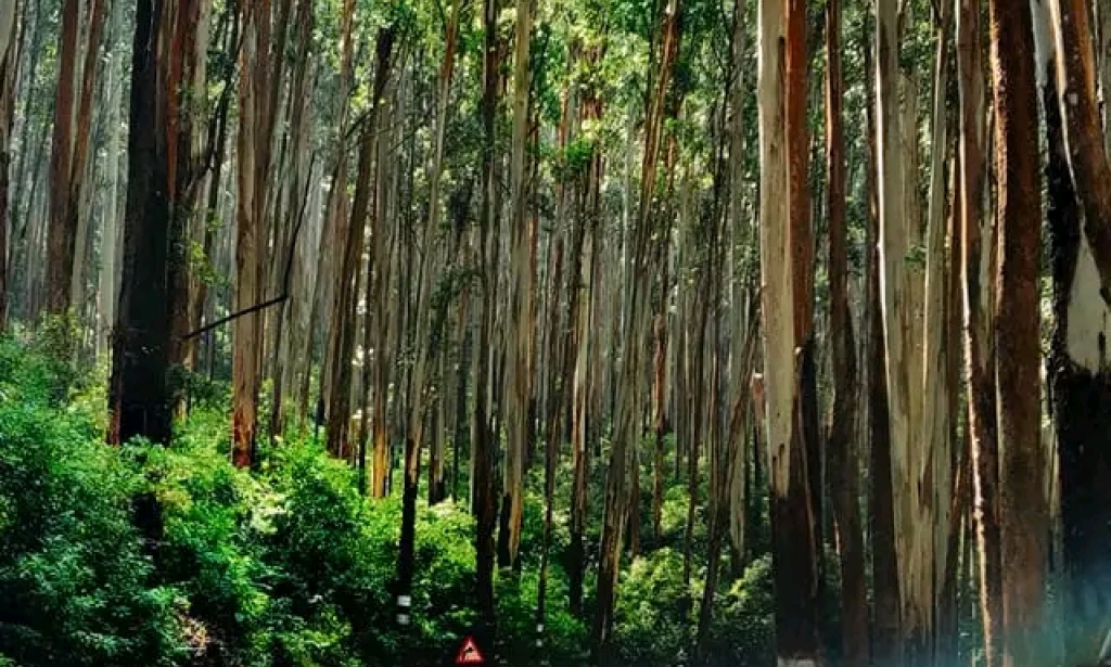 Exploring the Potential of Eucalyptus Tree Farming as a Sustainable Investment Opportunity in Kenya
