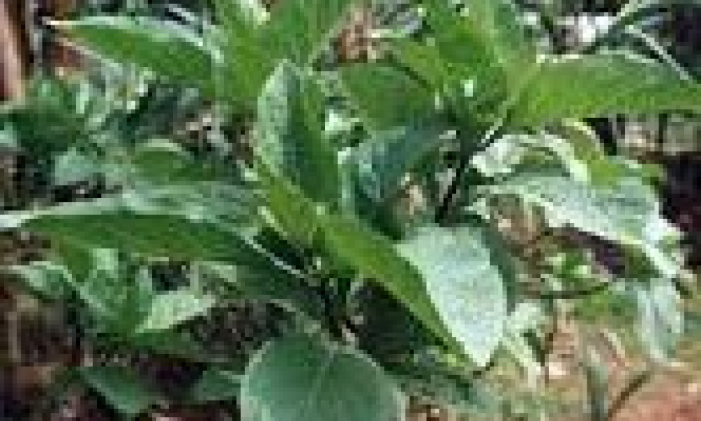 Exploring the culinary delights  of bitter leaf