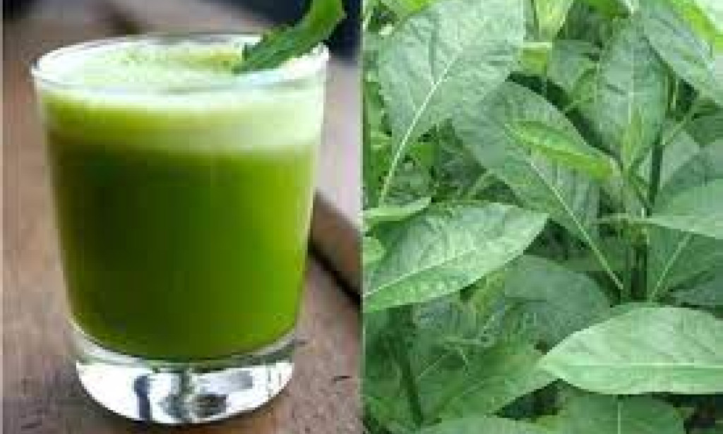 Health benefits of taking bitter leaf water to improve healthy living