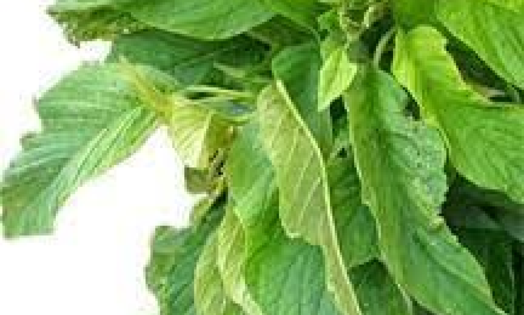 Health benefits of African Spinach