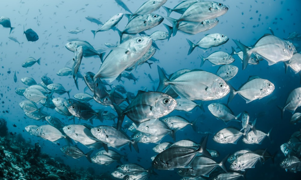 10 HEALTH BENEFITS OF EATING FISH.
