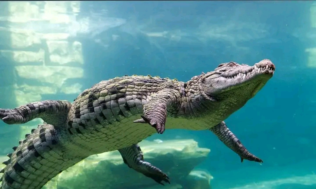 A crocodile at a zoo in Costa Rica manage to make her self pregnant,