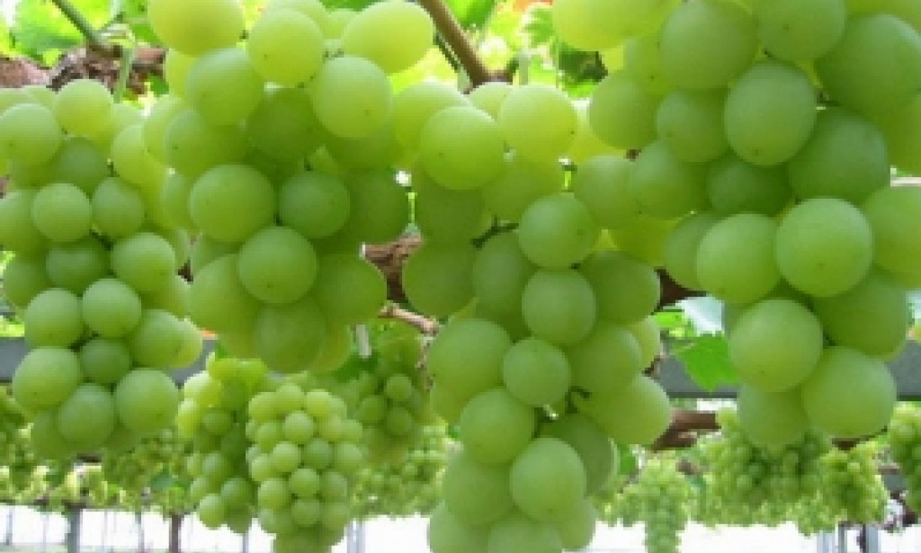 Benefits and disadvantages of grapefruit – things you need to know