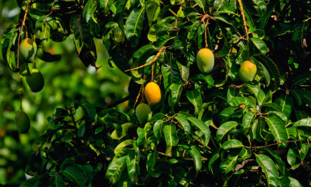 Health benefit of mango leaves.