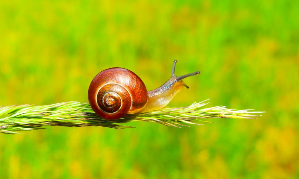 7 health benefit of Snail