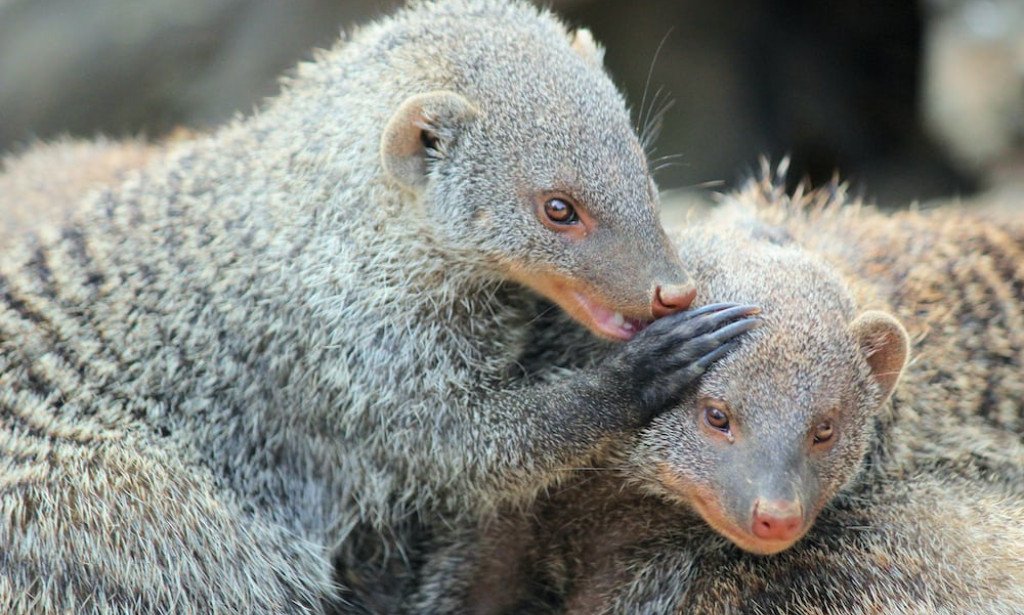 The adventure of loopy the mongoose