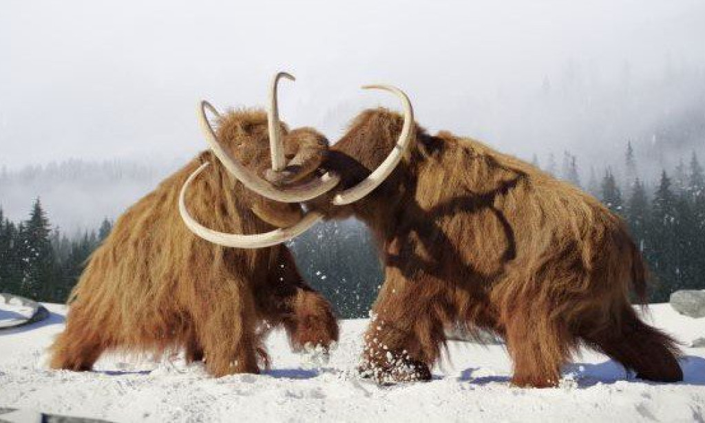 10 Times Mammoth Tusks Told Fascinating Tales