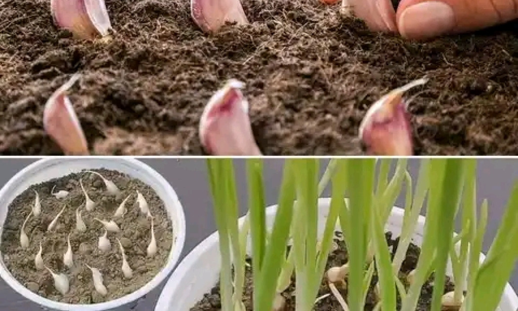 Farmers Guide