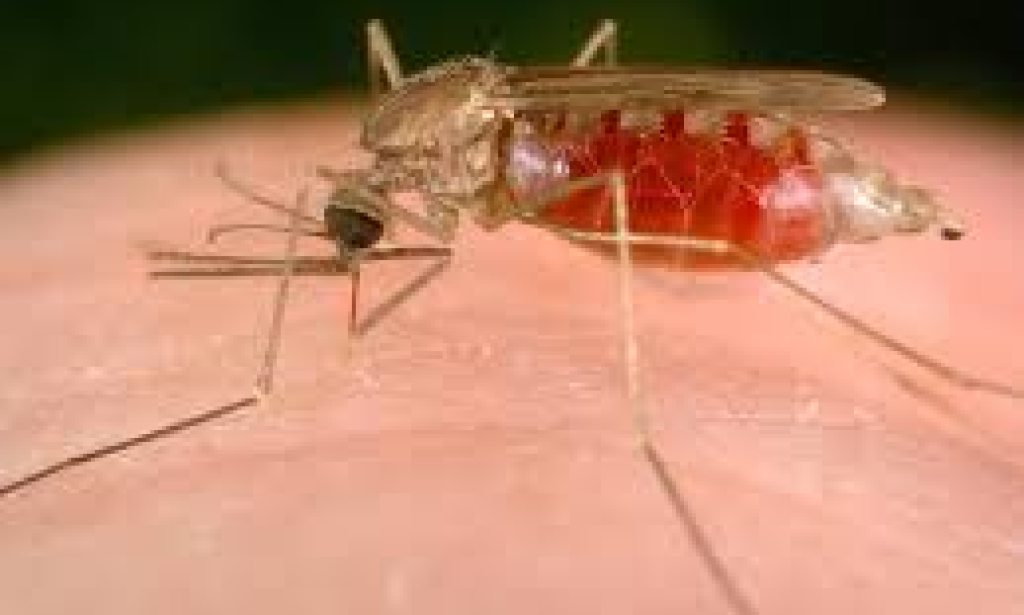 Understanding Malaria Vector Carriers