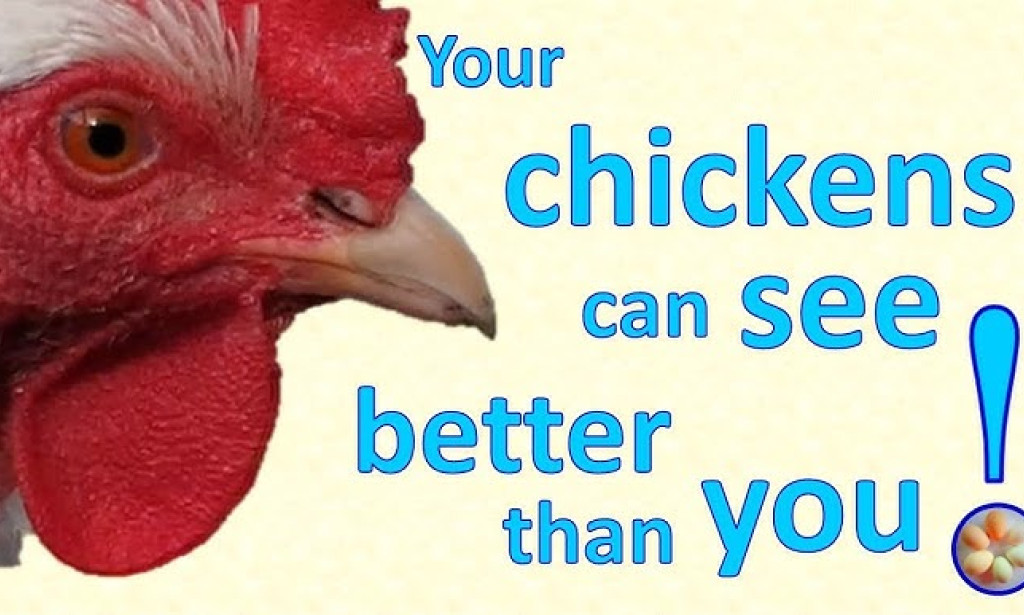 15 Amazing Facts About Chickens you Did Not Know A Minute Ago!