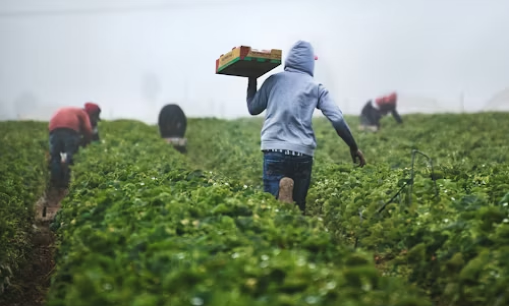 The Modern Farmer: Navigating Challenges and Innovations