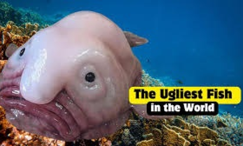 The world’s Ugliest Fish: Is the blobfish truly ugly?