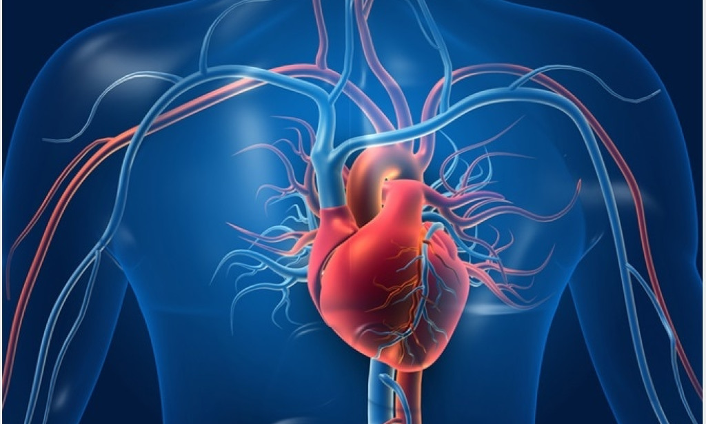 The heart [A vital organ]