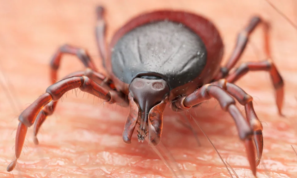 Most Dangerous Animals in the World