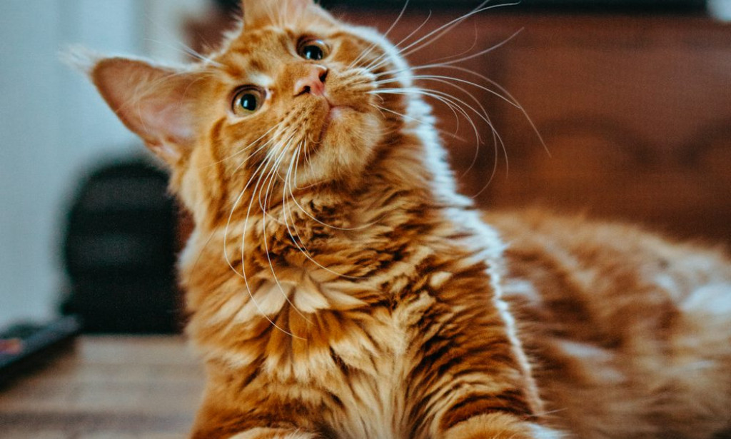 Tips on How to Make Your Cat Happy