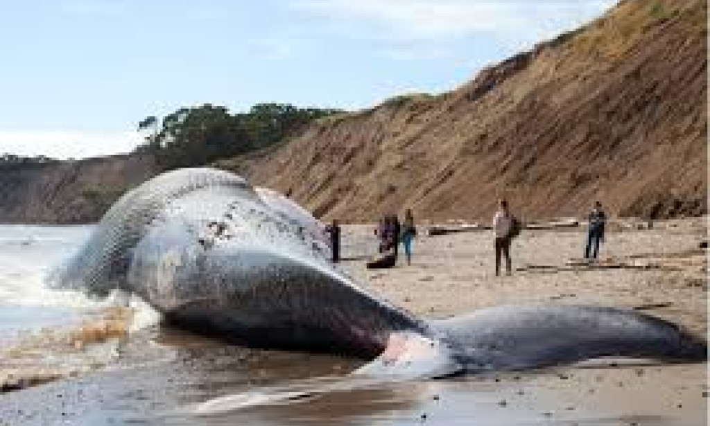 Tragic Whale Stranding in Tasmania: Over 150 False Killer Whales Lost