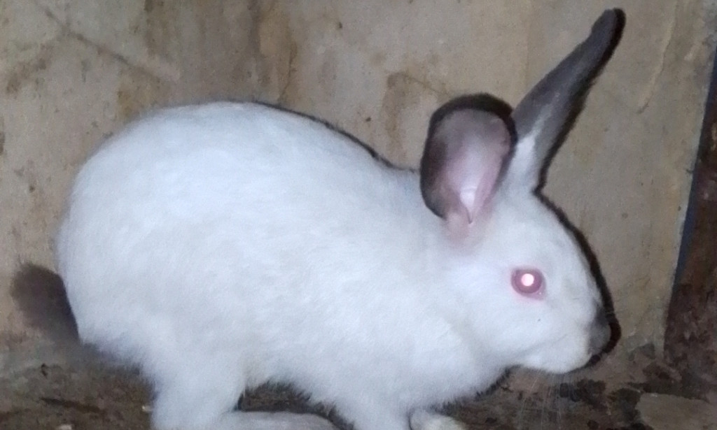 Avoid These 12 Costly Rabbit Farming Mistakes in Nigeria