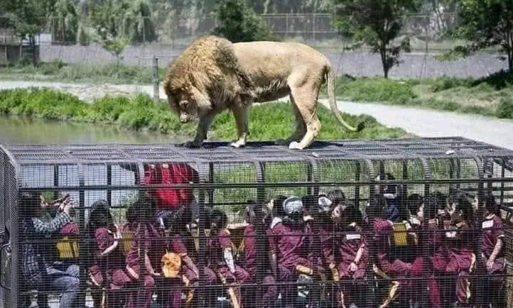 Unveiling The Story Behind Temu Fashion Site Strategy" Trapped in the Free Zoo: The Price You Never Saw Coming